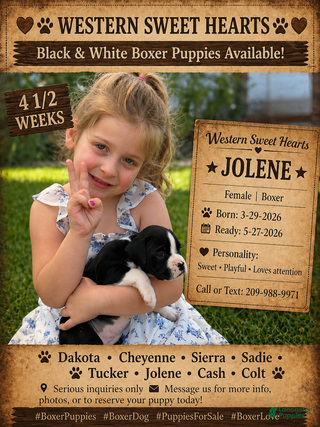 Boxer dogs Jolene- Female - Ad 1