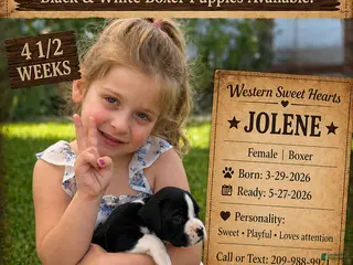 Boxer dogs for sale: Jolene- Female - Ad 2