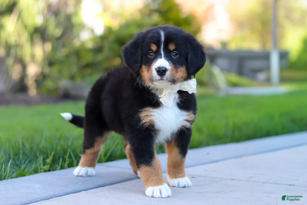 Bernese Mountain Dog dogs for sale: Jewel - Ad 2