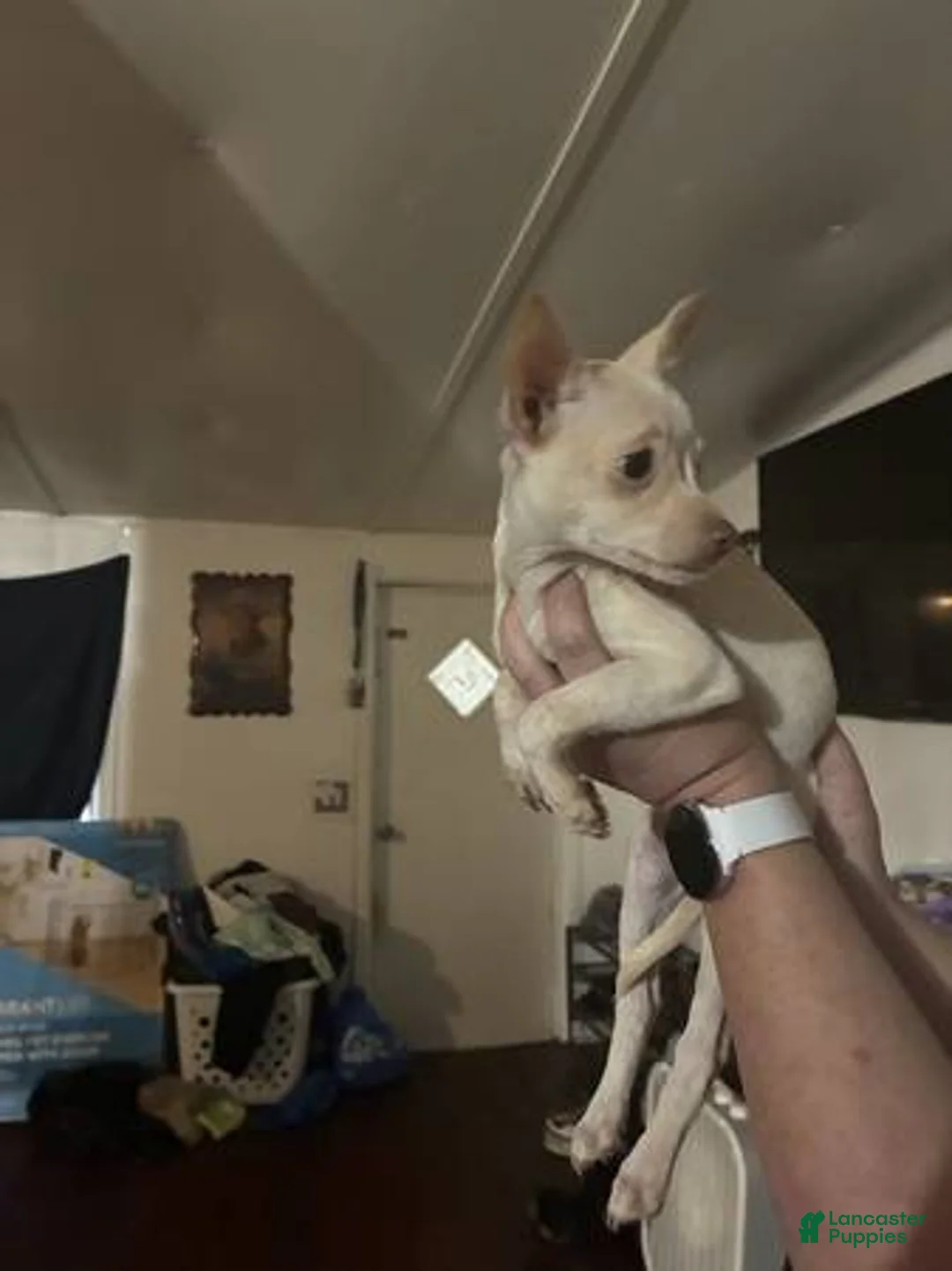 Chihuahua dogs for sale: Chihuahua Puppy 2 - Ad 1