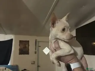 Chihuahua dogs Chihuahua Puppy 2 - Ad 22