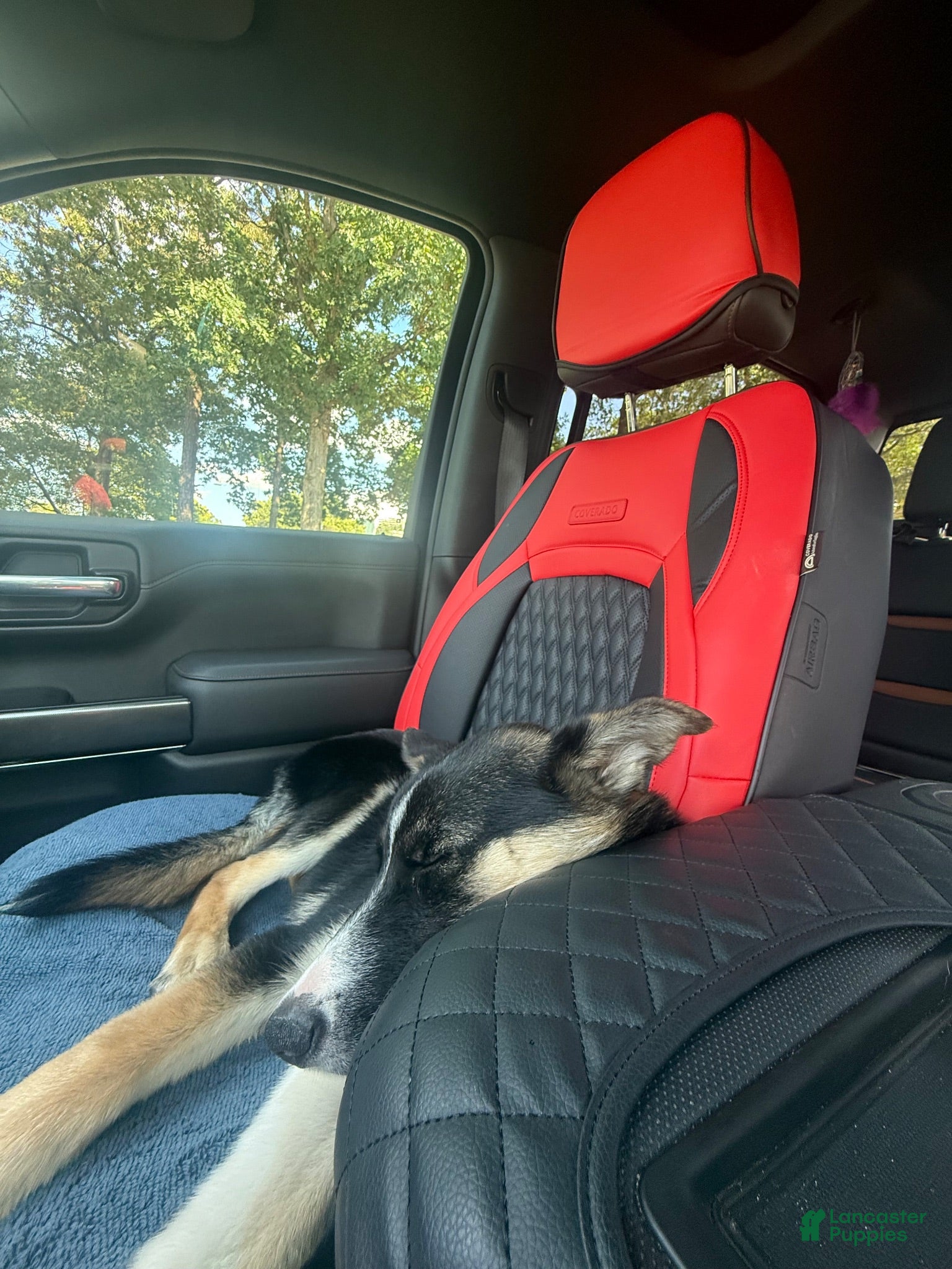 Gerberian Shepsky dogs Gerberian Shepsky 1 - Ad 2