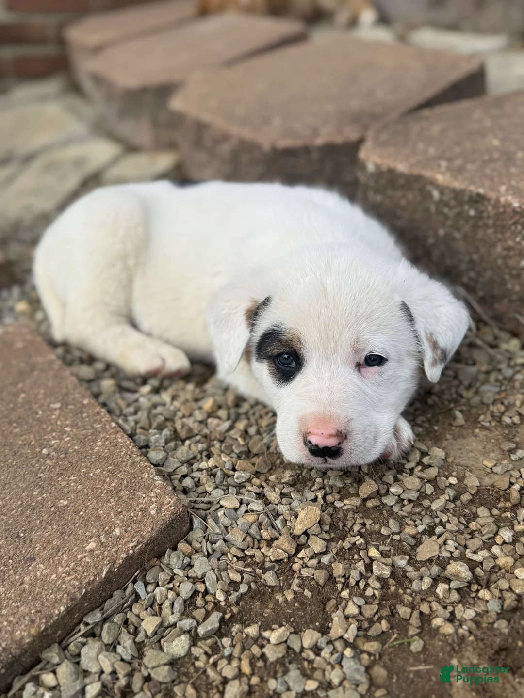 Mixed Breed dogs for sale: Bandit - Ad 10