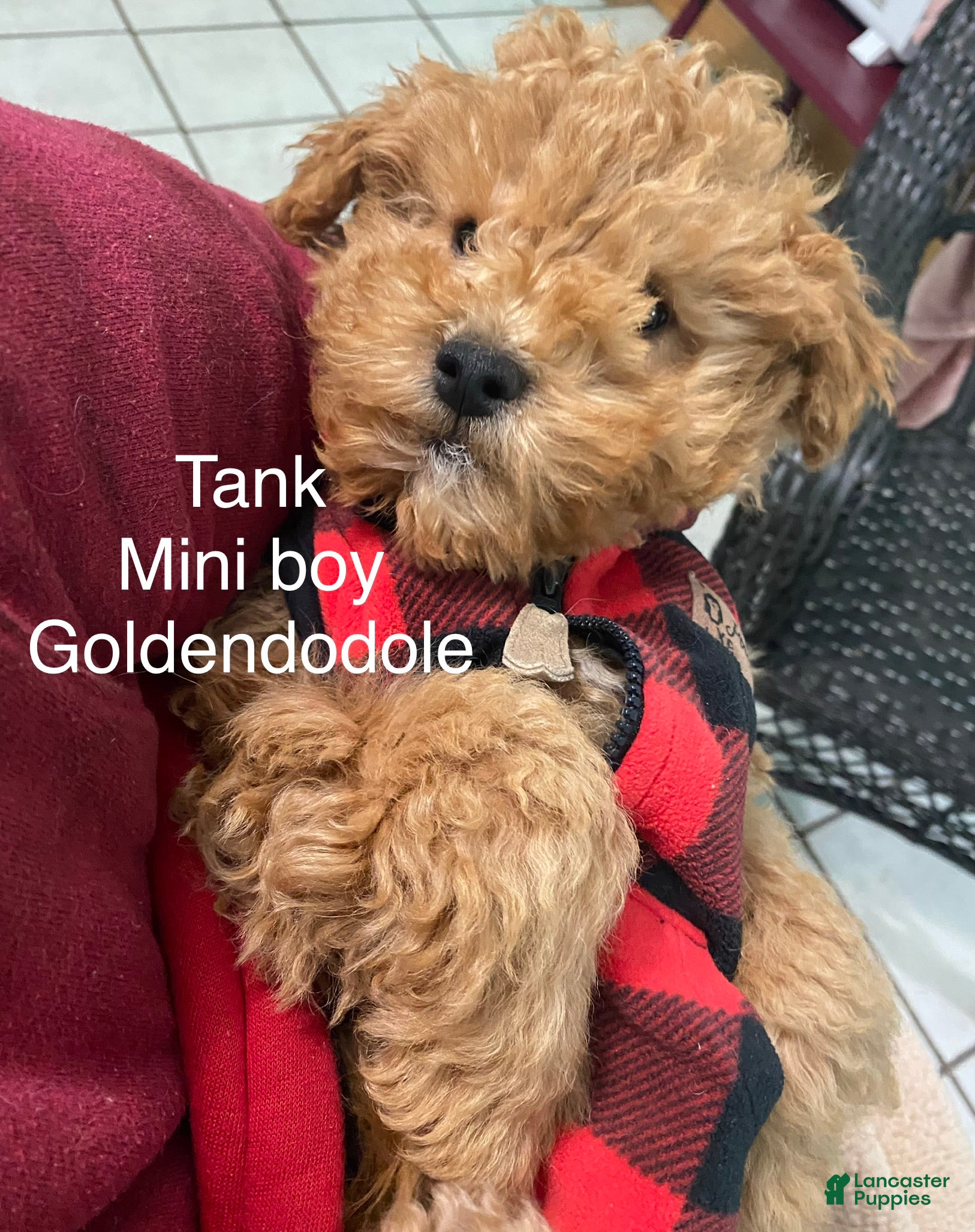 Mini Goldendoodle dogs Mini Goldendoodle Puppy tank  - Ad 2