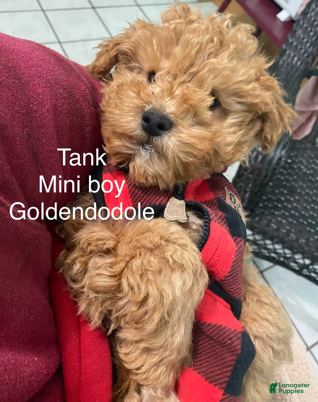 Mini Goldendoodle dogs for sale: Mini Goldendoodle Puppy tank  - Ad 2