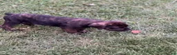 Cane Corso dogs for sale: Moses 659 - Ad 3