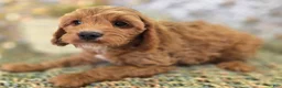 Cavapoo dogs for sale: Tundra - Ad 4