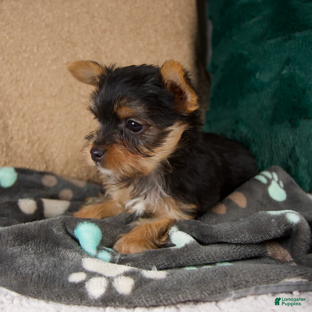 Yorkshire Terrier dogs for sale: Lacy - Ad 5