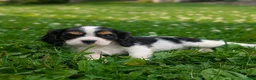 Cavalier King Charles Spaniel dogs for sale: Elsie - Ad 7