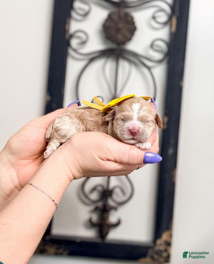 Mixed Breed dogs Sunset - Ad 1