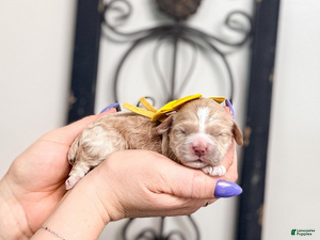 Mixed Breed dogs Sunset - Ad 35