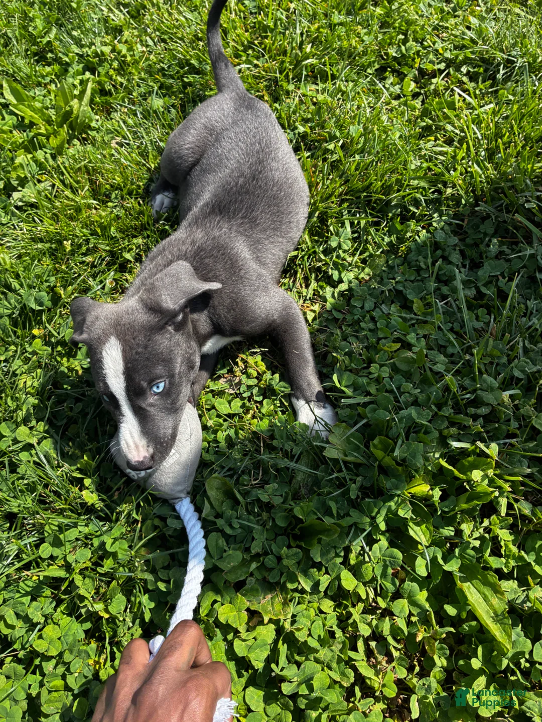 American Pit Bull Terrier dogs for sale: American Pit Bull Terrier Puppy 1 - Ad 2