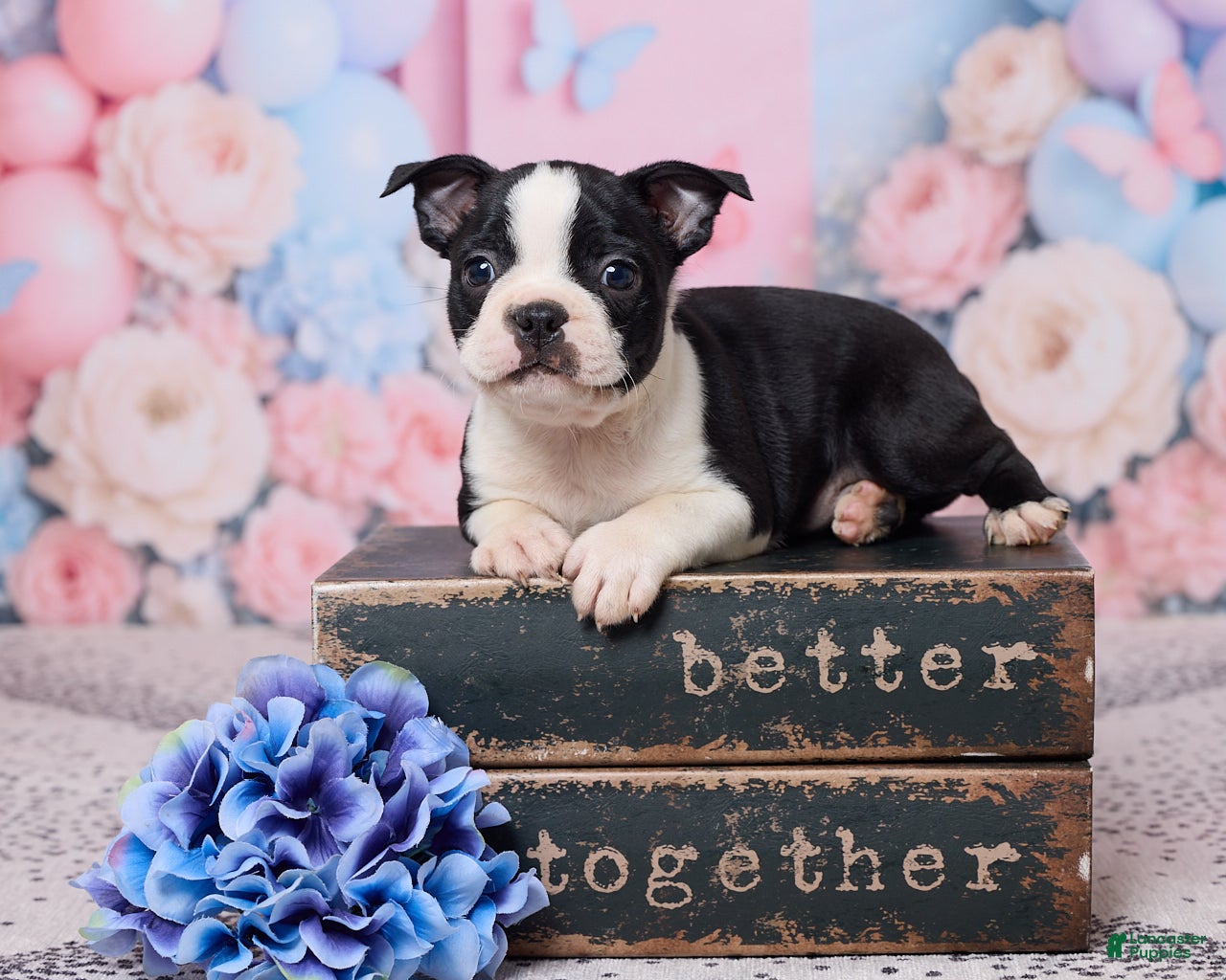 Boston Terrier dogs Jake - Ad 1