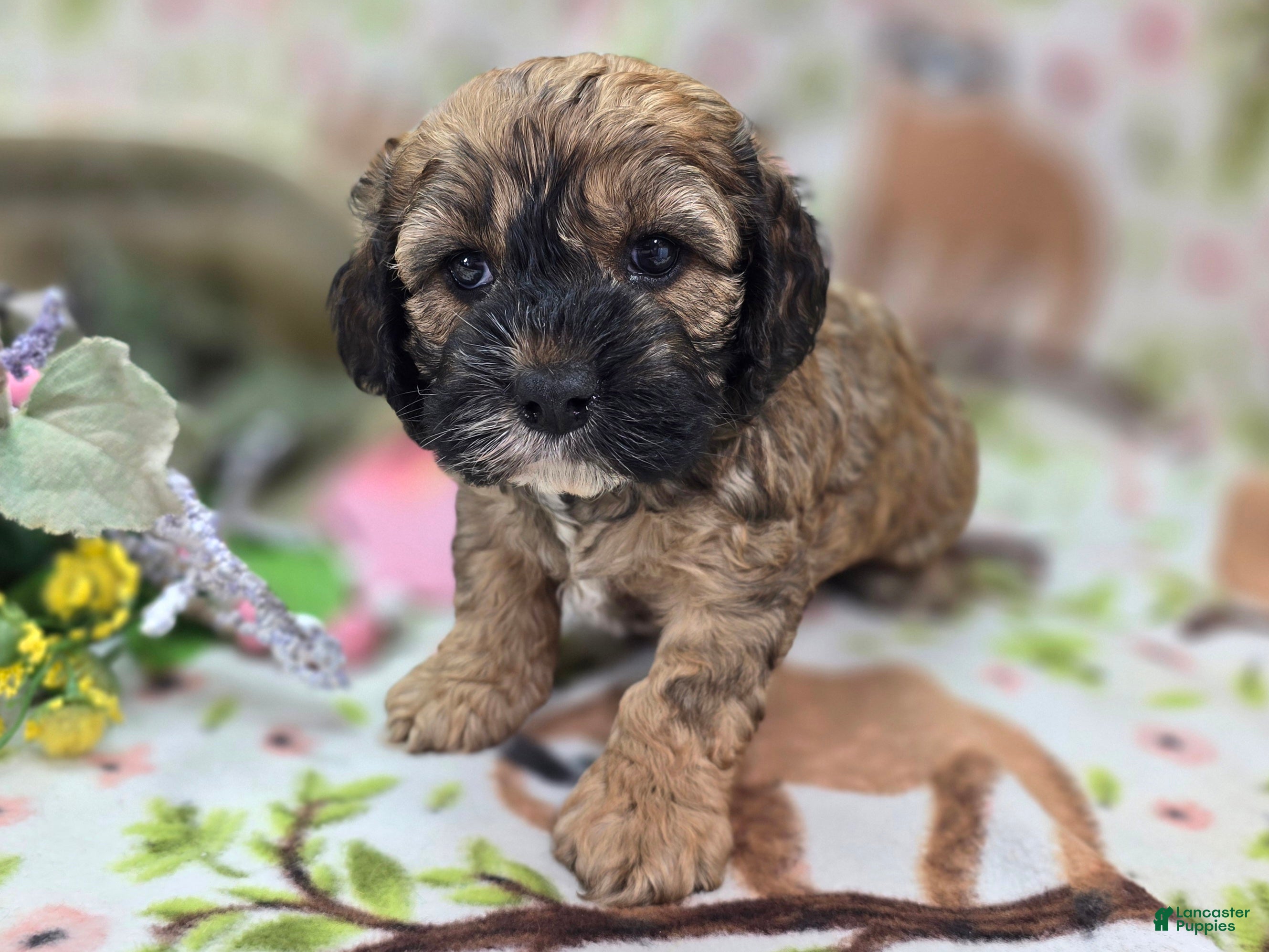 Cockapoo dogs Magi Lune - Ad 15