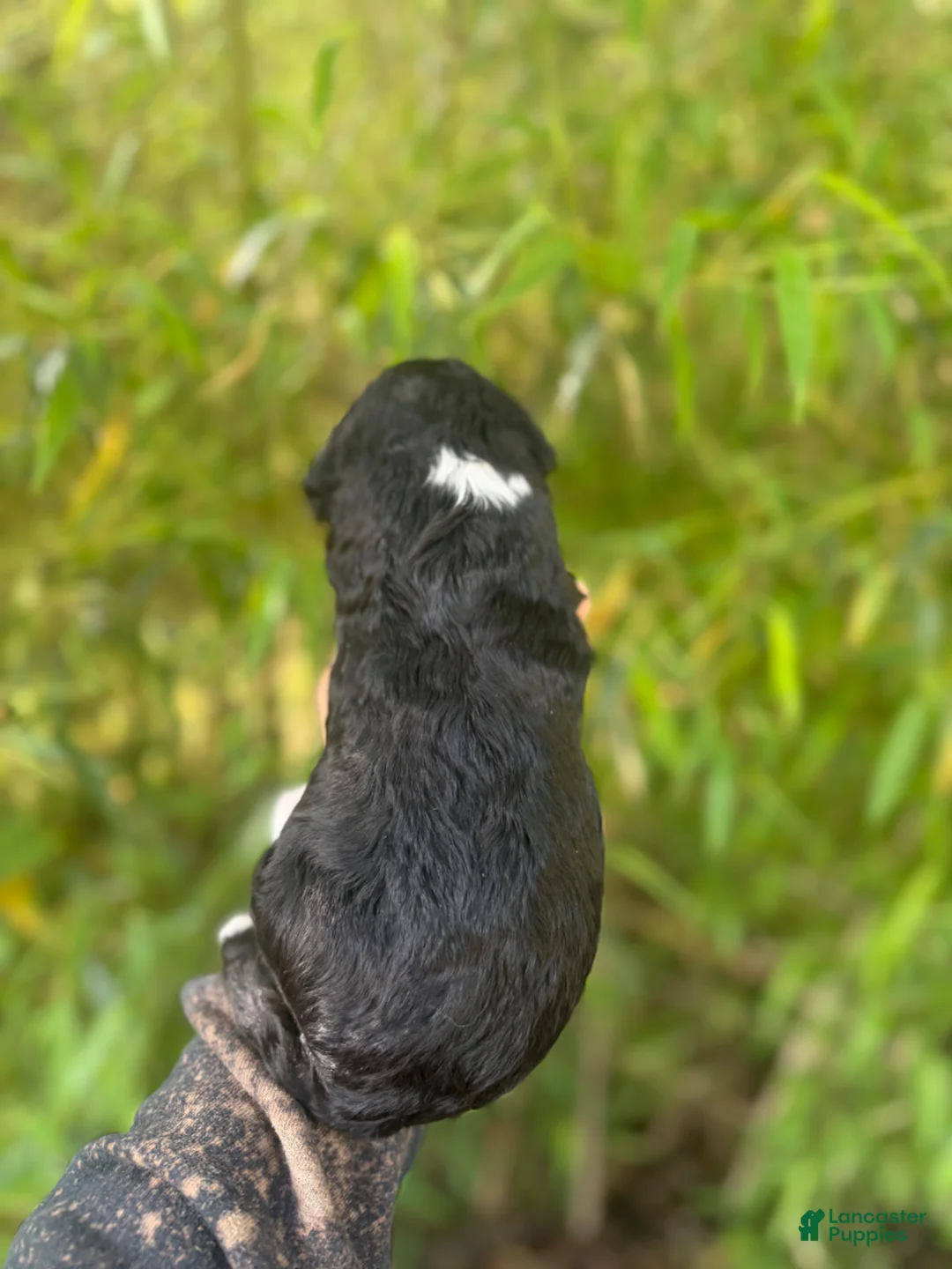 Aussiedoodle dogs for sale: Aussiedoodle Puppy 6 - Ad 2