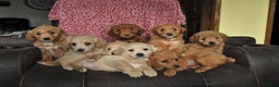 Mini Goldendoodle dogs for sale: Flora   - Ad 10
