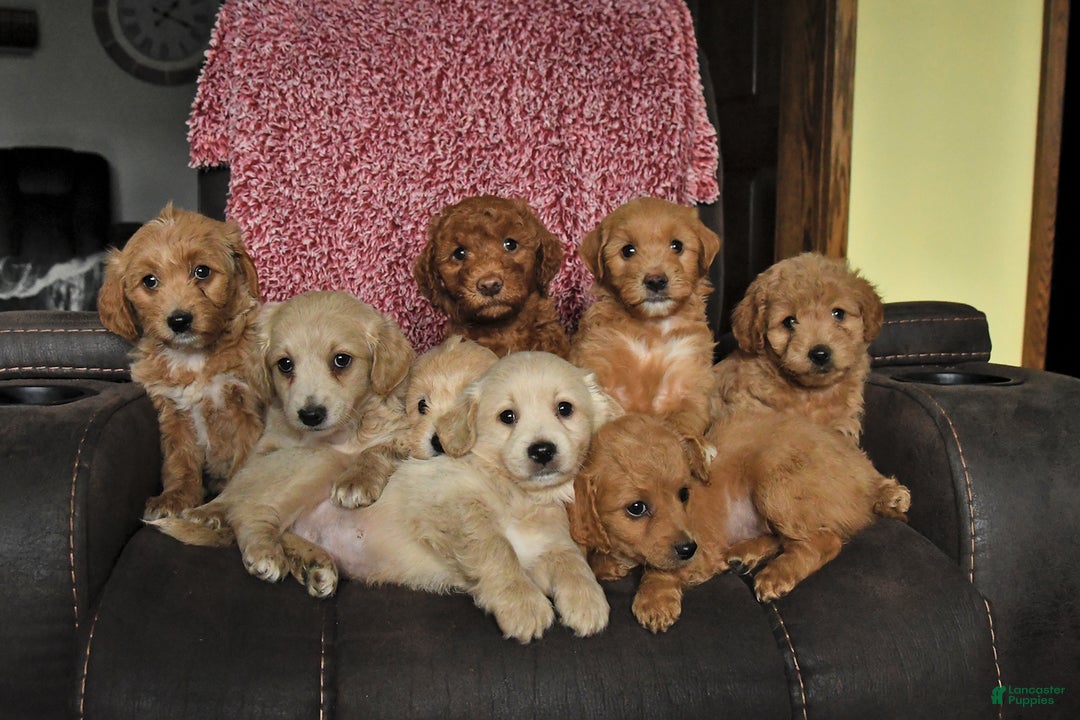 Mini Goldendoodle dogs for sale: Flora   - Ad 10