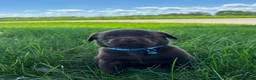Labrador Retriever dogs for sale: Remi - Ad 6