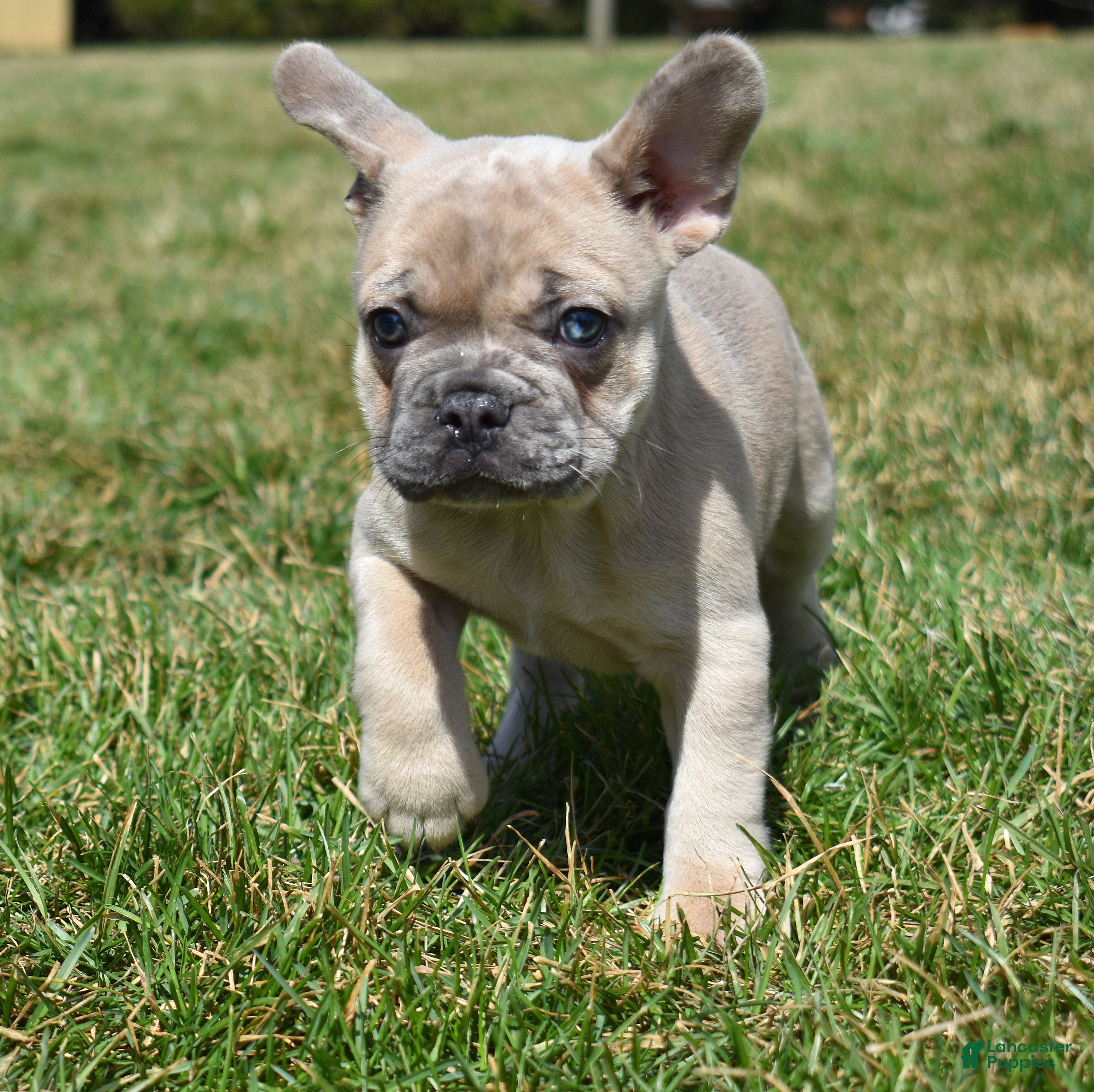 French Bulldog dogs Cash - Ad 2