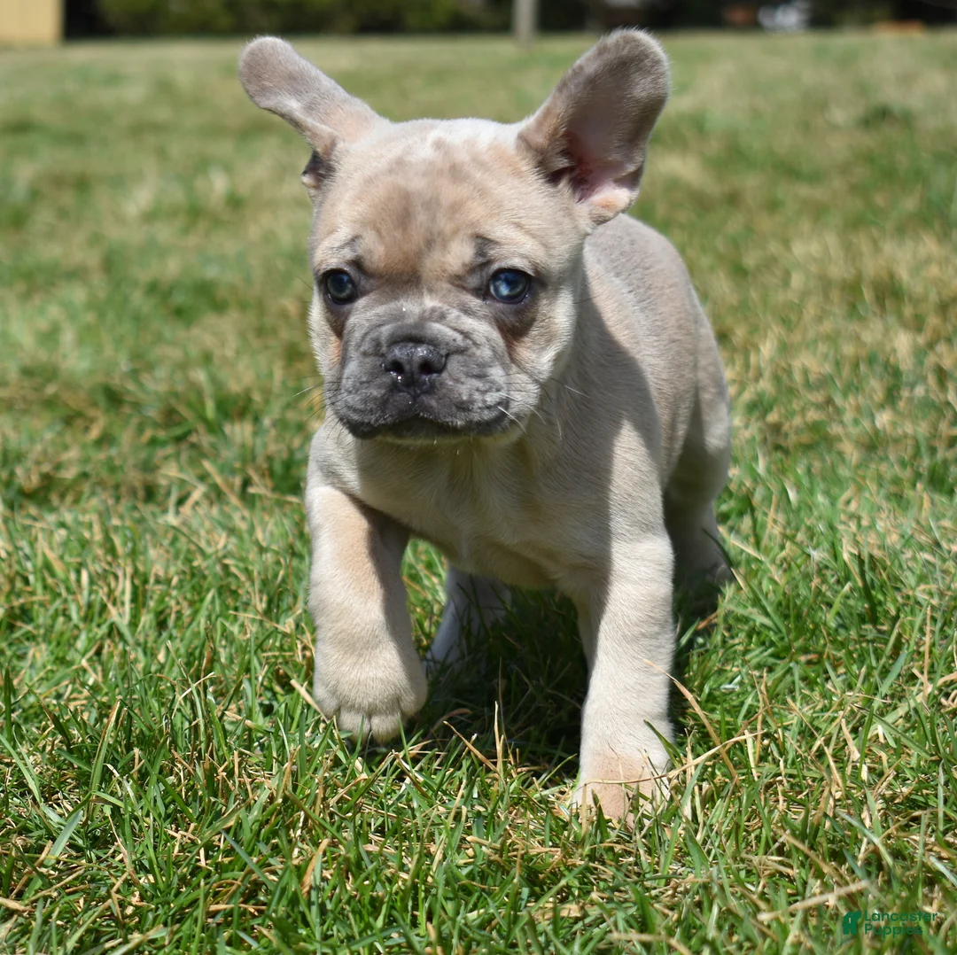 French Bulldog dogs for sale: Cash - Ad 1