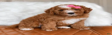 Stella