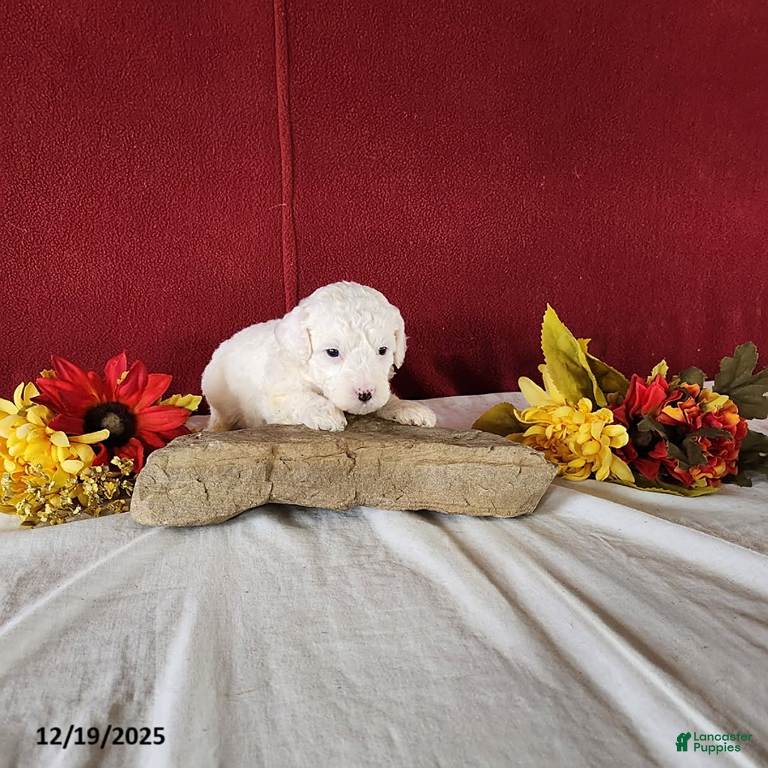 Cavapoo dogs for sale: Tee Cup - Ad 1