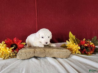 Cavapoo dogs Tee Cup - Ad 2