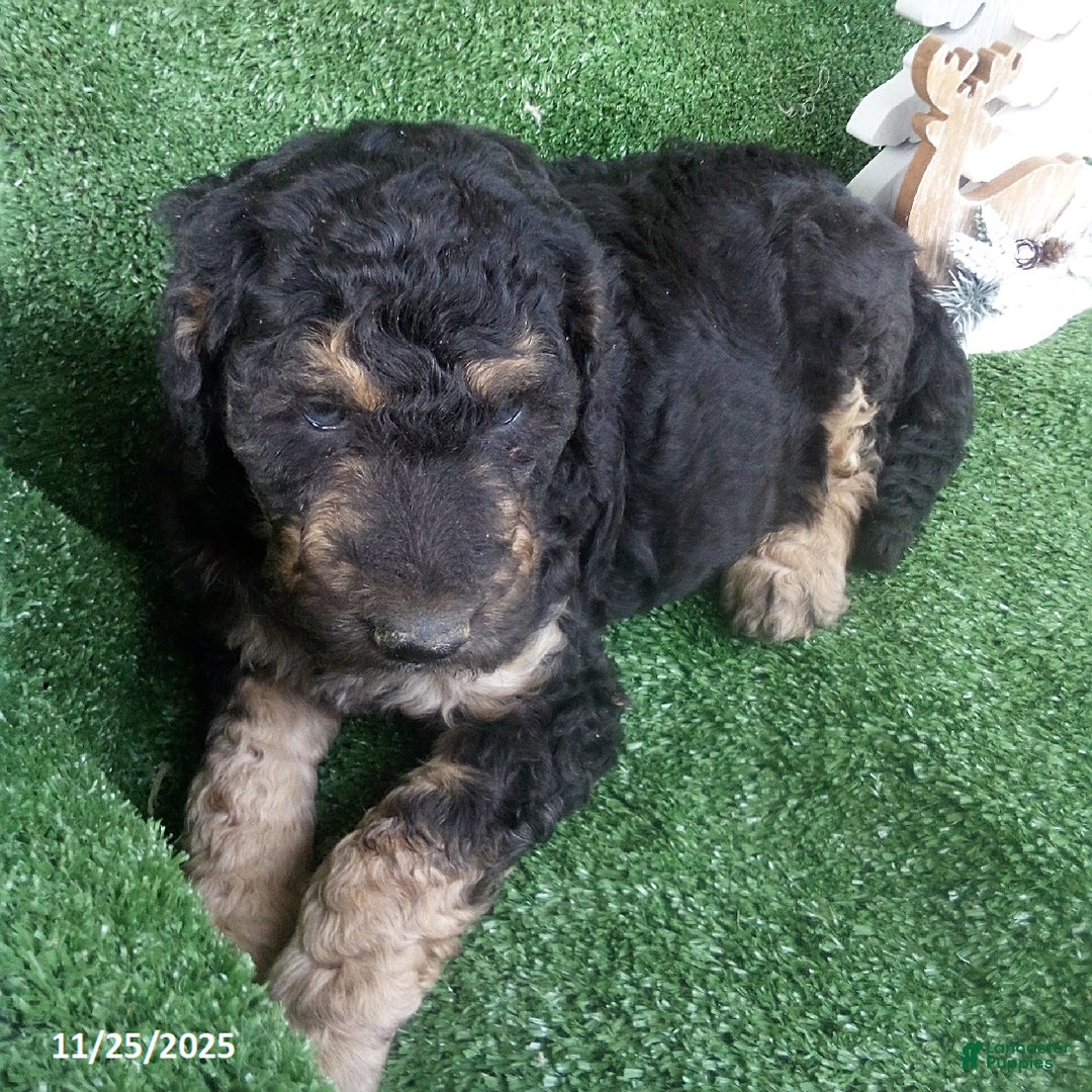Goldendoodle dogs for sale: Bear - Ad 7