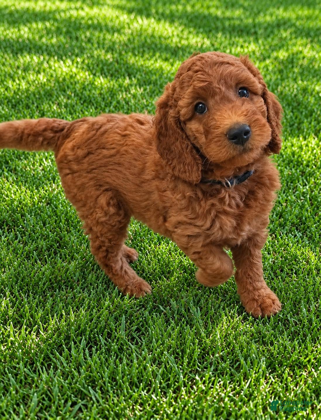 Mini Goldendoodle dogs Mini Goldendoodle 3 - Ad 1