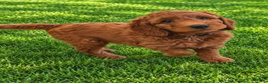 Mini Goldendoodle 3