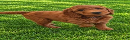 Mini Goldendoodle dogs for sale: Mini Goldendoodle 3 - Ad 1