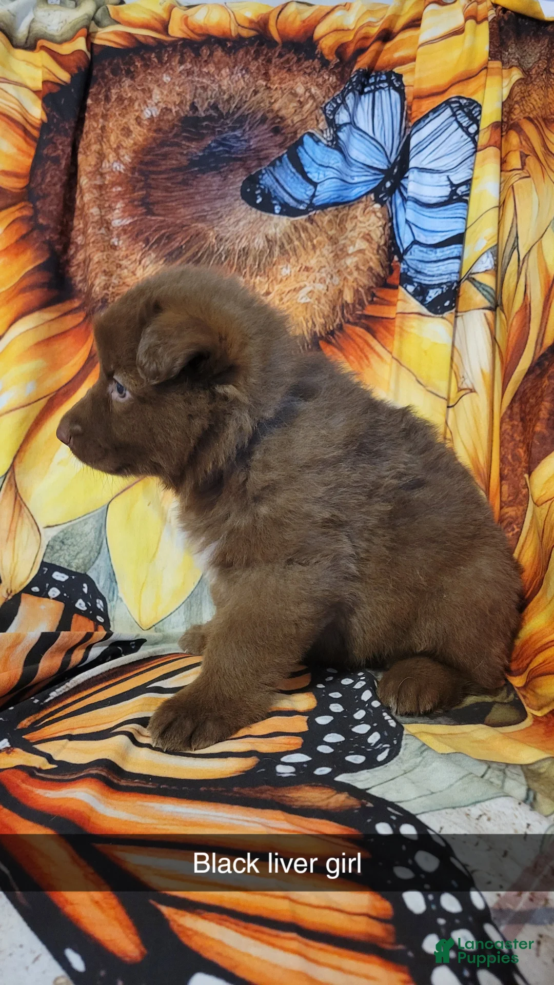 German Shepherd dogs for sale: German Shepherd Puppy 6 - Ad 2