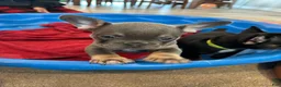 French Bulldog dogs for sale: Beauty - Ad 3