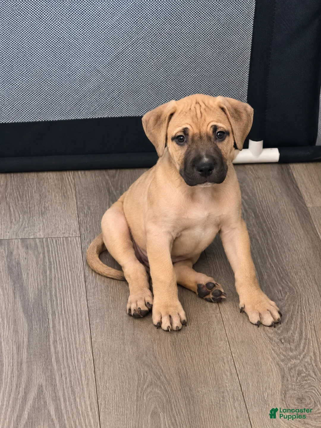American Bully dogs for sale: Neo - Ad 1