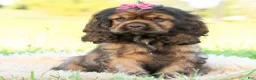 Cocker Spaniel dogs for sale: Peaches - Ad 2
