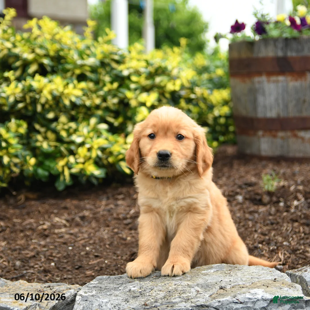 Golden Retriever dogs for sale: Jasmine - Ad 3