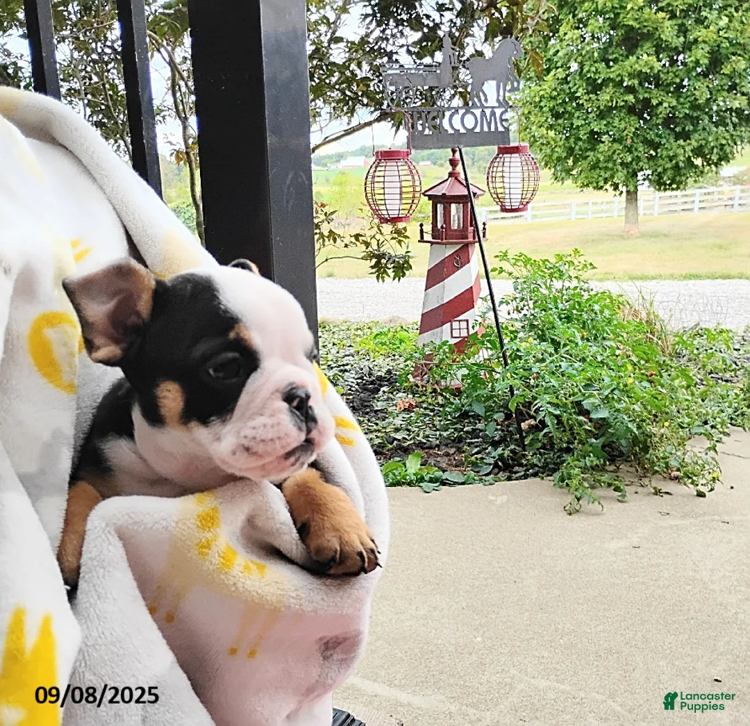 English Bulldog dogs for sale: Reuben - Ad 22