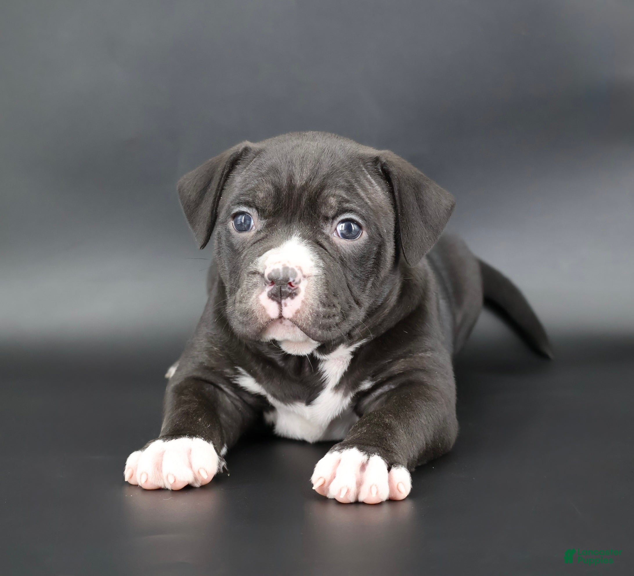 American Bully dogs Mulan - Ad 15