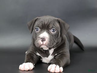 American Bully dogs Mulan - Ad 15