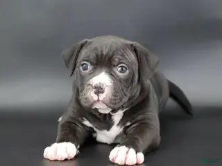 American Bully dogs Mulan - Ad 15