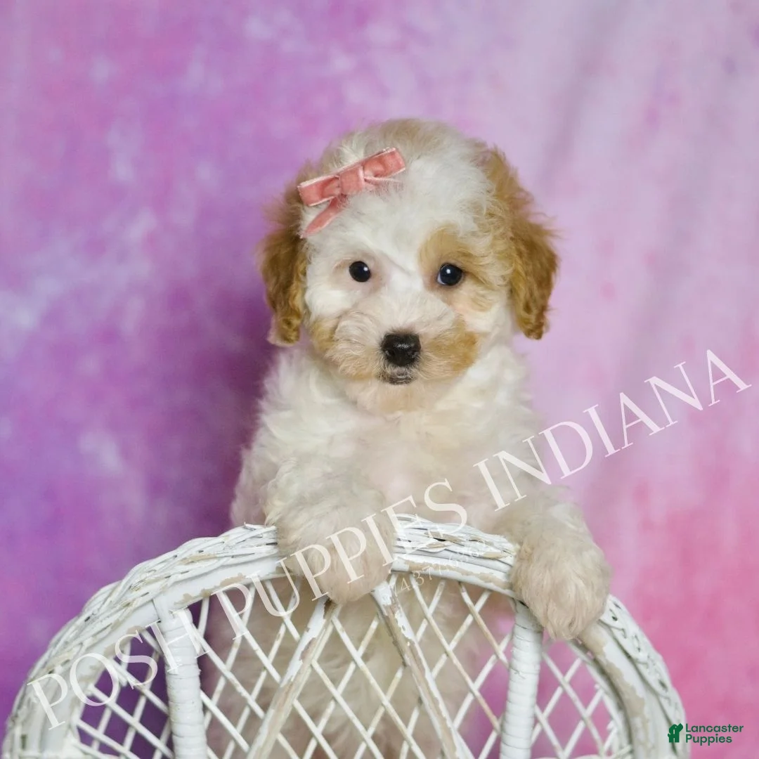 Standard Poodle dogs for sale: Tootie - Ad 2