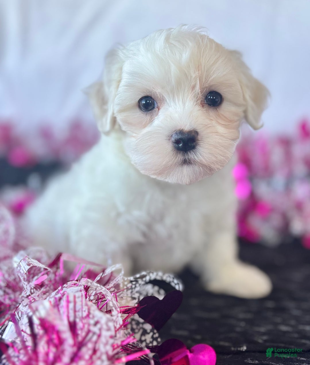 Maltese dogs for sale: Cara - Ad 4