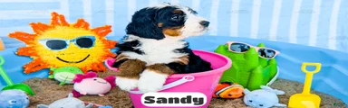 Sandy