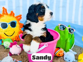Bernedoodle dogs for sale: Sandy - Ad 4
