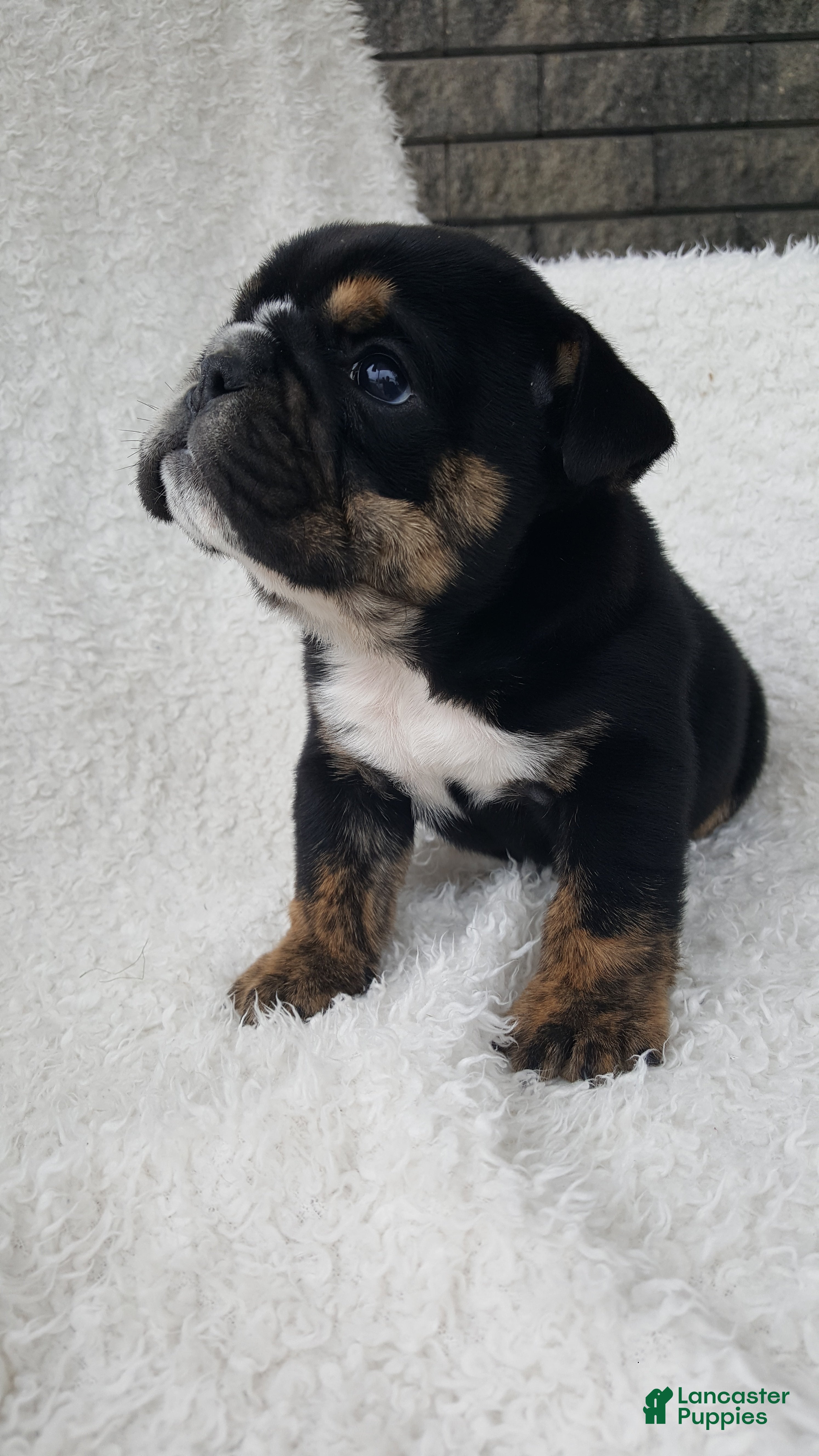 English Bulldog dogs for sale: Candace - Ad 1