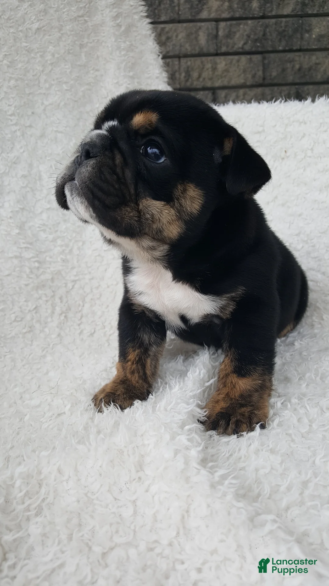 English Bulldog dogs for sale: Candace - Ad 1