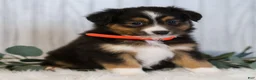 Miniature Australian Shepherd dogs for sale: Gerald  - Ad 4