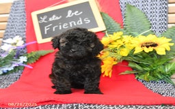Mini Goldendoodle dogs for sale: Coconut - Image 16