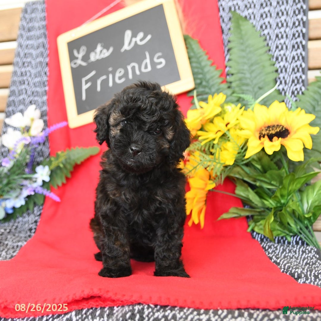 Mini Goldendoodle dogs for sale: Coconut - Image 16