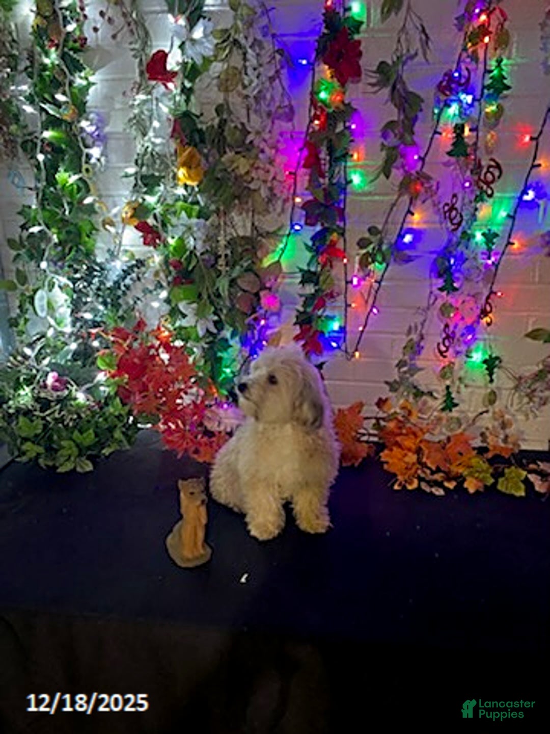 Havapoo dogs for sale: Blondie - Ad 20